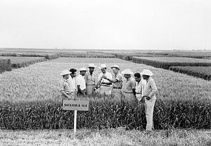 Norman Borlaug (fourth right) in the field showing a plot of Sonora-64, one of the semi-dwarf, high-yield, disease-resistant varieties that was key to the Green Revolution, to a group of young international trainees, at what is now CIMMYT's CENEB station (Campo Experimental Norman E. Borlaug, or The Norman E. Borlaug Experiment Station), near Ciudad Obregón, Sonora, northern Mexico. Photo credit: CIMMYT.