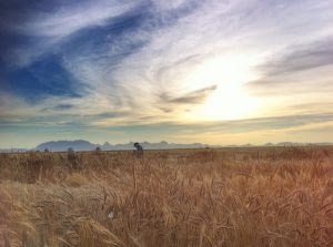 Wheat fields at the Campo Experimental Norman E. Borlaug (CENEB) near Ciudad Obregón, Sonora, Mexico. Photo: M. Ellis/CIMMYT.