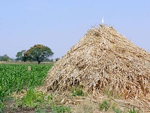 Maize stover is dumped in a field for use as a cooking fuel.