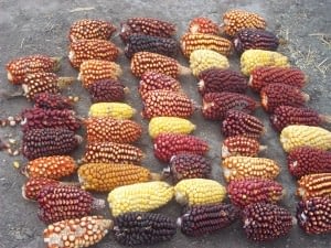 Purple maize varieties with high anthocyanin accumulation can have significant nutritional and economic value, but cannot be identified using the R1-nj marker. Photo: MAIZE