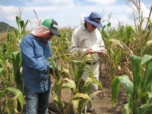 Terry Molnar, maize breeder with SeeD, and Enrique Rodriguez, field research technician with SeeD, evaluate bridging germplasm for resistance to TSC.