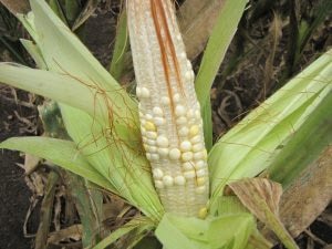 A maize ear with shriveled kernels that are poorly filled, a major side effect of TSC that reduces farmer’s tields.