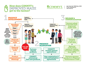 How does CIMMYT's improved maize reach the farmer?