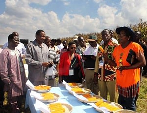 CIMMYT-SARO maize breeder Thokozile Ndhlela (holding orange maize cob) explains to visiting delegates the importance of orange maize to nutrition. Photo: Johnson Siamachira/CIMMYT