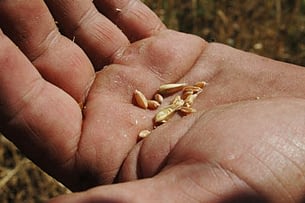 Wheat on Kazakhstani farms using conventional agriculture has been severely affected by 2012's drought and high temperatures. According to farmer Idris Kozhebayev, wheat crops in Akmola Region normally average 42 grains per spike, but this year are producing only 2-4 grains per spike.