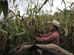 Felix Corzo Jimenez , a farmer in Chiapas, Mexico, examines one of his maize plants infected with tar spot complex.