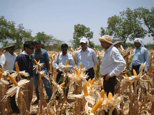 Farmers and seed company personnel observing RCRMH-2 in an on-farm demonstration during the spring season in Gulbarga district of Karnataka, India. Photo: UAS, Raichur 