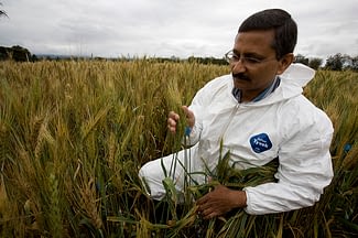 CIMMYT scientist Ravi Singh inspects wheat at the quarantined UG99 wheat stem rust screening nursery in Njoro, Kenya. Photo: D. Hansen/University of Minnesota