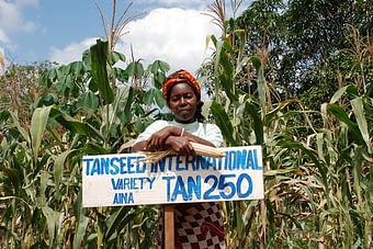 Tanzanian farmer on drought tolerant maize demonstration plot. Photo: Anne Wangalachi/CIMMYT.