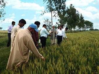 Seed quality management training participants discuss the parameters of basic seed production with breeders and seed quality inspectors in Mureedke, Punjab, Pakistan. Photo: Tando Jam/ARI