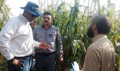 AbduRahman Beshir (L), Muhammad Aslam (M) and Amir Maqbool (R), CIMMYT’s Ph.D. student who completed his study on provitamin A (PVA) enriched maize during field evaluation of PVA hybrids at UAF. (Photo: M. Waheed/CIMMYT)
