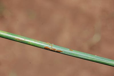 The virulent stem rust race Ug99 has spread from Africa to Iran and is capable of causing serious crop losses. Credit: E.Quilligan/CIMMYT