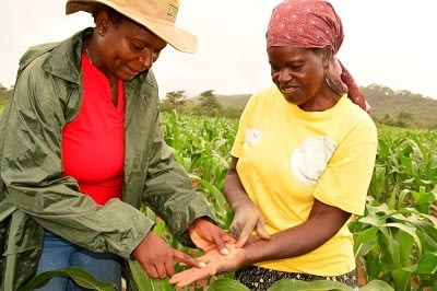 CIMMYT maize breeder Thokozile Ndhlela (left, and farmer Otilia Chirova of Mutoko district in Mashonaland East province, identifying the fall armyworm in Chirova’s field in February. Chirova eventually lost almost half of her entire maize crop. Photo: J. Siamachira/CIMMYT.