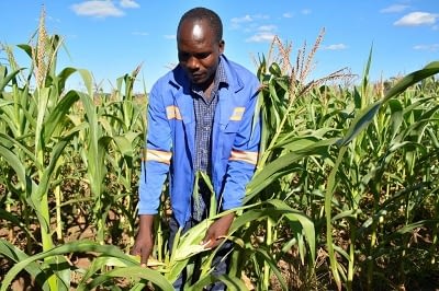 Smallholder farmer Perkins Chimuriwo of Mashonaland East province inspects the fall army worm damage to his maize crop in March. “I had expected to harvest 14 tons of maize on my two-hectare plot, but due to the fall armyworm, I’ve only harvested eight tons,” said Chimuriwo. Photo: J. Siamachira/CIMMYT.
