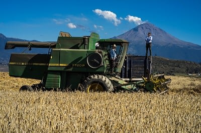 Harvester operator Sergio Araujo and truck driver Antonio Mejia harvest wheat for farmer Pedro Mejia near Popocatépetl volcano in Juchitepec, Estado de México. Photo: CIMMYT/P. Lowe
