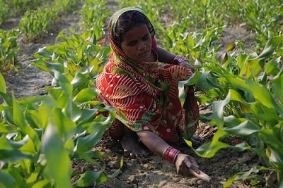 Farmer weeding maize field in Bihar, India. Photo: CIMMYT/M. DeFreese