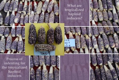 tropicalized-maize-haploid