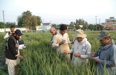 Scientists take readings of rust disease incidence on experimental wheat lines at the Shishambagh research station, Nangarhar, of the Agricultural Research Institute of Afghanistan. Photo: Raqib/ CIMMYT