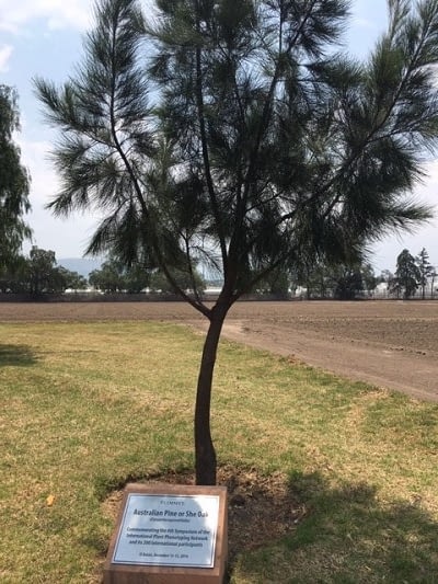 An Australian pine at CIMMYT’s experimental station in Texoco, Mexico, commemorates the 4th symposium of the International Plant Phenotyping Network.