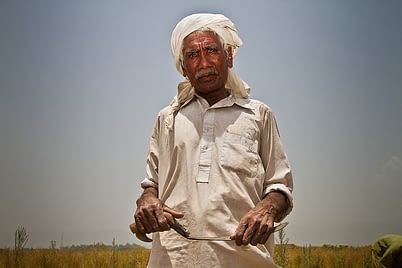 A day laborer in Islamabad, Pakistan pauses from his work of harvesting wheat by hand. Photo: A. Yaqub/CIMMYT