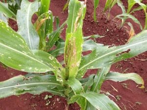 Maize plants damaged by fall armyworm in a farmer's field in southern Malawi in Balaka District. CIMMYT/Christian Thierfelder