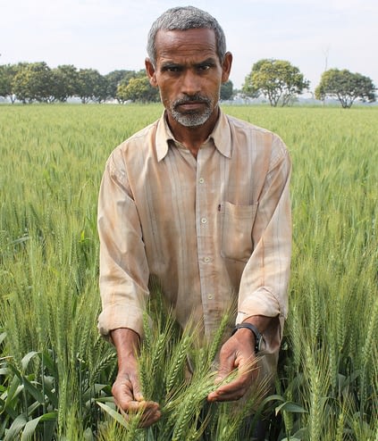 Farmer Ram Shubagh Chaudhary in his wheat fields, in the village of Pokhar Binda, Maharajganj district, Uttar Pradesh, India. He alternates wheat and rice, and has achieved a bumper wheat crop by retaining crop residues and employing zero tillage. He is one of the farmers working in partnership with the Cereal Systems Initiative for South Asia (CSISA). CIMMYT is one of the many partners involved in CSISA, a collaborative project designed to decrease hunger and increase food and income security for resource-poor farm families in South Asia through development and deployment of new varieties, sustainable management technologies, and policies, led by the International Rice Research Institute (IRRI) and funded by the Bill & Melinda Gates Foundation and the USAID. Chaudhary carries out many different experiments, including comparisons of varieties, sowing dates, herbicides, and other variables, and gives demonstrations of his fields to other farmers. Photo credit: CIMMYT.