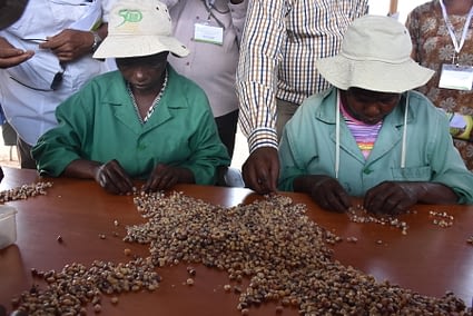 Some of the workers at Kiboko station sorting out maize seed varieties. (Photo: Joshua Masinde/CIMMYT)