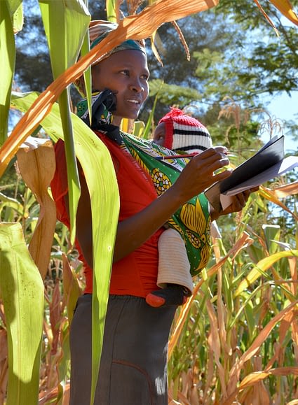 A young farmer holding a baby participates in a varietal assessment exercise on a maize trial plot in Machakos County, Kenya. (Photo: Joshua Masinde/CIMMYT)
