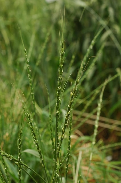 The reported work by wheat scientists paves the way for expanded use of wild grass species, such as Aegilops tauschii (also known as goat grass; pictured here) as sources of new genes for higher grain zinc in wheat. (Photo: CIMMYT)