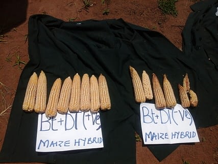 Bt hybrid maize showed better resistance to the stem borer compared to the conventional commercial maize. F. Maritim/KALRO