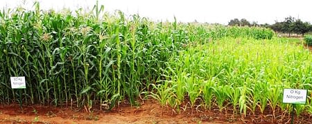 After water, nitrogen is the single most important input for maize production; lack of it is the principal constraint to cereal yields in Africa, in areas with adequate rainfall. An illustration of that importance, this photo shows the very different response of the same maize variety to zero versus 80 kilograms of nitrogen fertilizer on an experiment station plot.