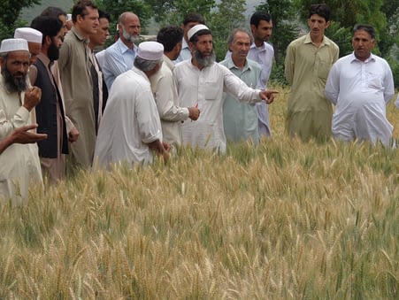 Want to learn more about CIMMYT's activities in Pakistan? Check out our news feed here. Photo: CIMMYT