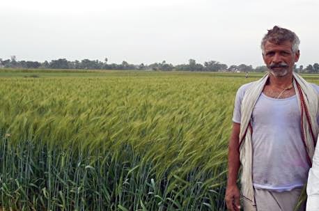 Biohappiness: A happy farmer grows ZincShakti wheat on his farm in Uttar Pradesh, India. Photos: Nirmal Seeds, India
