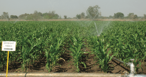 A sprinkler system irrigates a drought phenotyping trial field in Hyderabad, India. (Photo: CIMMYT)