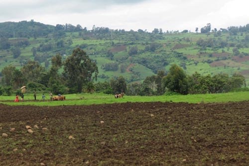 Maize-based smallholder farming system in sub-Saharan Africa. Photo: Dagne Wegary/CIMMYT