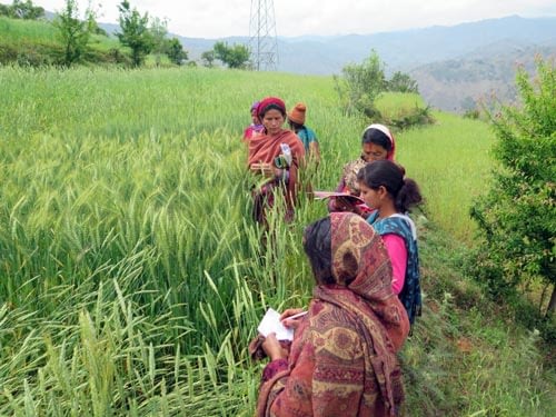 In Nepal, collective action helps improve farmers’ incomes. Photo: CIMMYT.