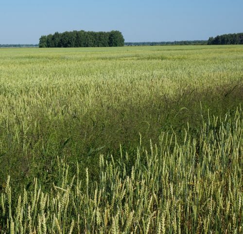 A wheat crop in northern Kazakhstan. (Photo: Alexey Morgounov/CIMMYT)