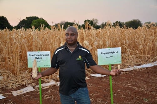Cosmos Magorokosho, CIMMYT senior maize breeder, with new experimental hybrid maize on display at the Chiredzi Research Station, Zimbabwe. Scientists here have developed new heat- and drought-tolerant maize varieties. Photo: J. Siamachira/CIMMYT