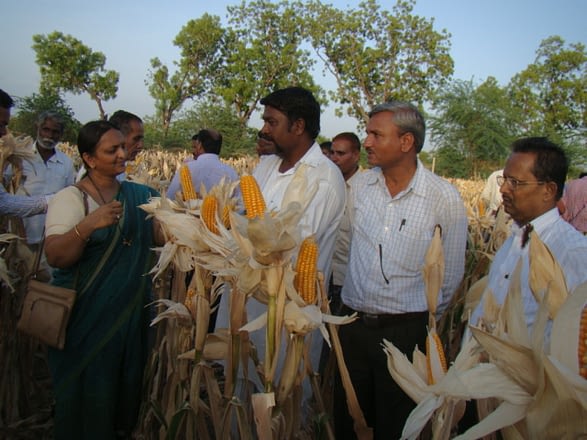 Caption: Chetana Patil, Joint Director of Agriculture (left), discusses the strength of new heat-tolerant maize hybrids with farmers. Photo: UAS, Raichur 