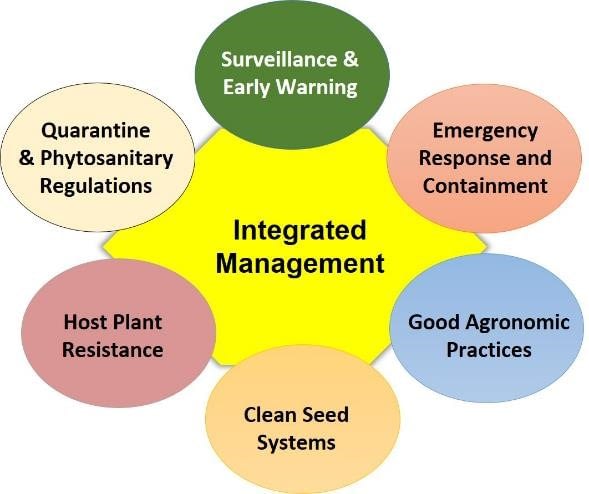 Prevention and control of diseases and pests requires an integral strategy which mobilizes synergies of multiple institutions. (Graphic: B.M. Prasanna/CIMMYT)