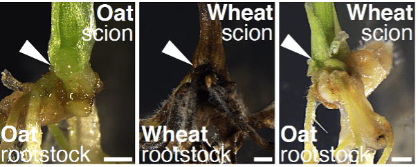 Grafting wheat shoot to oat root gives the plant tolerance to a disease called “Take-all,” caused by a pathogen in soil. The white arrow shows the graft junction. (Photo: Julian Hibberd)