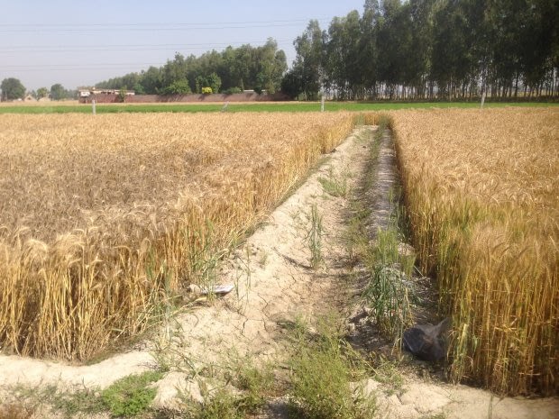 Conservation agriculture (field at right) protects wheat from damage due to water stagnation experienced in a conventional field, visible in the blackening of the wheat (left field). Photo: CIMMYT/ Sapkota