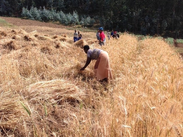 Harvesting wheat at Gataraga, Northern Province, Rwanda.