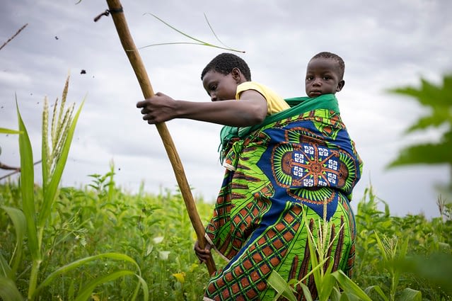A farm worker carrying her baby on her back weeds maize in Tanzania. (Photo: Peter Lowe/CIMMYT)