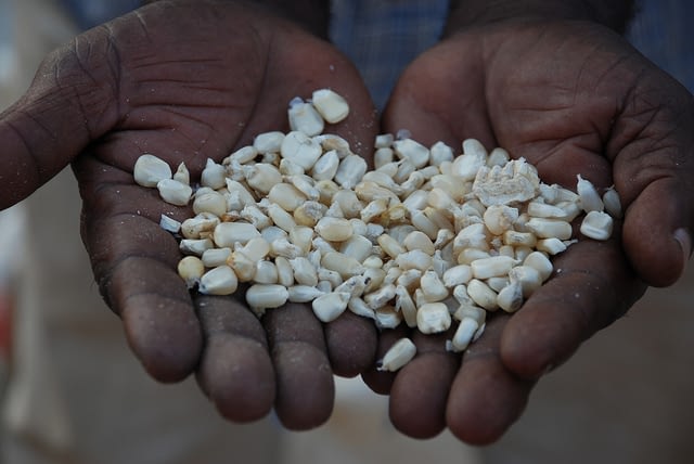 A handful of improved maize seed from the drought-tolerant variety TAN 250, developed and registered for sale in Tanzania through CIMMYT's Drought Tolerant Maize for Africa (DTMA) project, in partnership with Tanzanian seed company Tanseed International Limited. It is based on material from CIMMYT-Zimbabwe, CIMMYT-Mexico, and Tanzania. (Photo: Anne Wangalachi/CIMMYT)