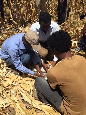 Enumerators manually shelling maize cobs to test grain moisture. (Photo: Hailemariam Ayalew/CIMMYT)