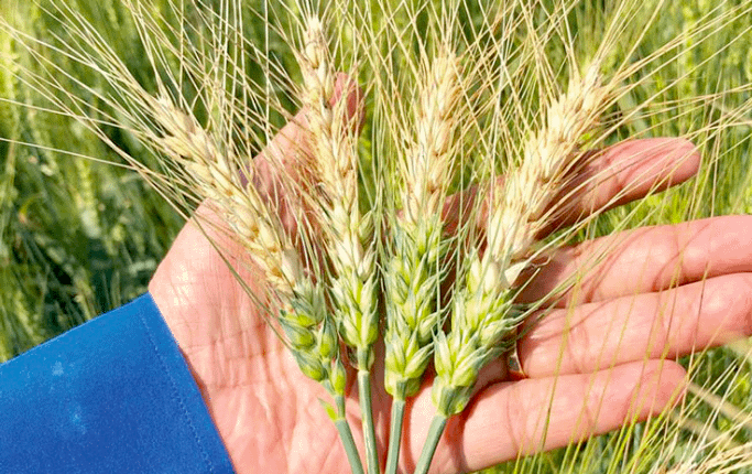 Wheat infected with the blast fungus in Meherpur, Bangladesh, in 2019. (Photo: PLOS Biology)