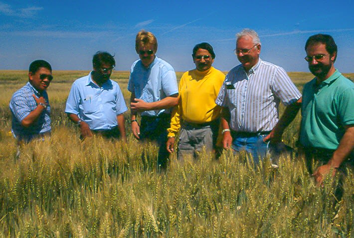 Hans Braun (right) and colleagues in a wheat field in CIMMYT’s experimental station in Ciudad Obregón, Sonora, Mexico. (Photo: CIMMYT)