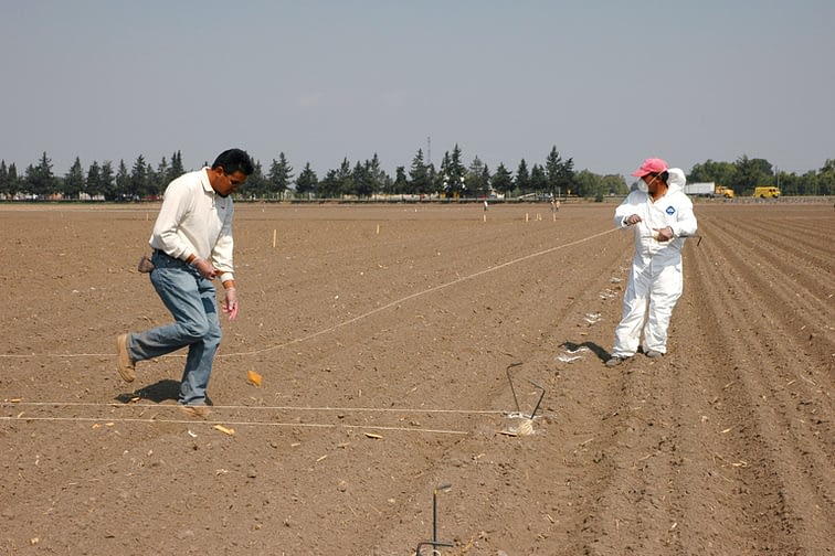 A CIMMYT researcher and a field worker lay out wheat seed for planting at the center's headquarters in Texcoco, Mexico. In experimental trials, hundreds or thousands of wheat lines are planted for evaluation, each in small quantities, and so they are carefully laid out and sown by hand. (Photo: CIMMYT)