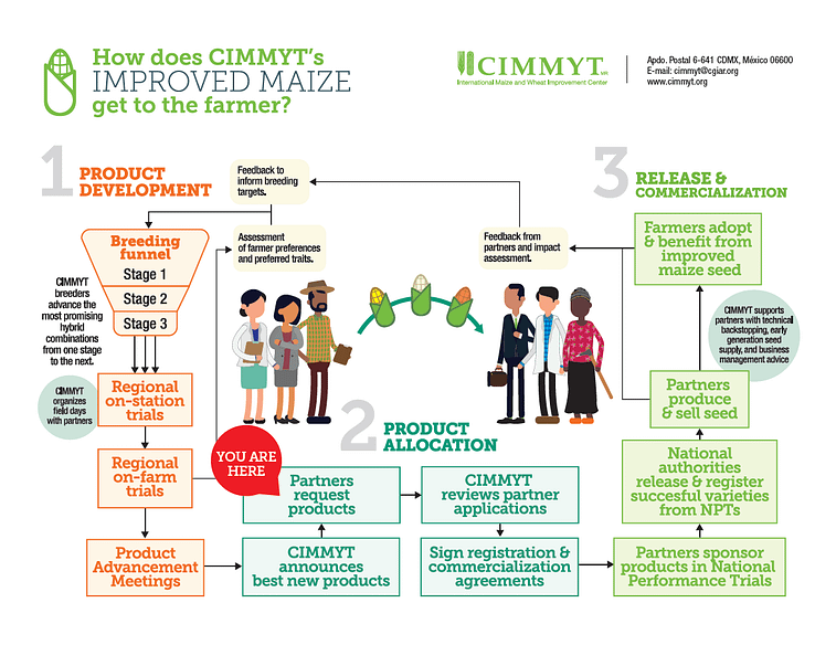 How does CIMMYT’s improved maize get to the farmer?